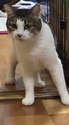 新しい家の部屋を探索しようと様子を見る保護猫