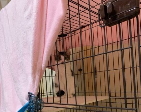 保護猫を迎えた初日　ケージの中で緊張して座っている成猫