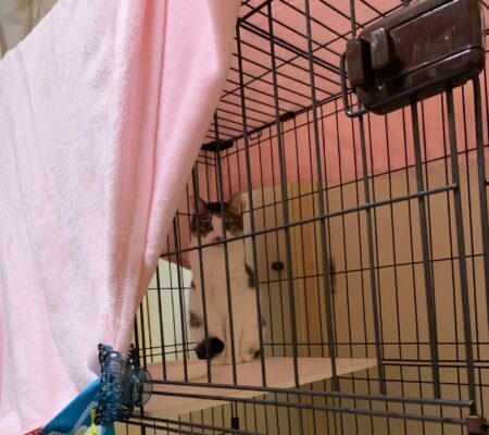 保護猫を迎えた初日　ケージの中で緊張して座っている成猫
