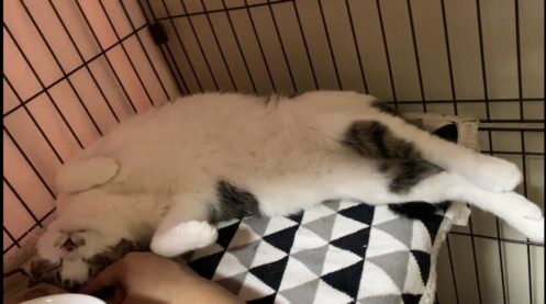 飼い主に撫でられてへそ天になる保護猫