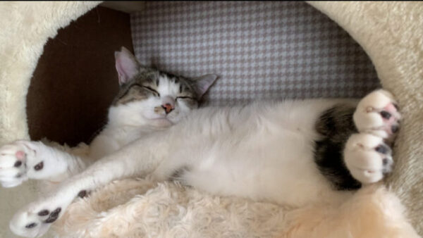 キャットタワーでくつろぐ右耳カットの元保護猫