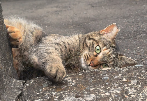 右耳カットされた桜猫が外で寝転んで甘える様子