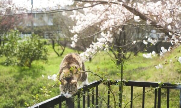 桜の下にいる桜猫