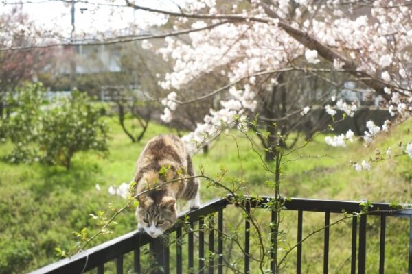 桜の下にいる桜猫