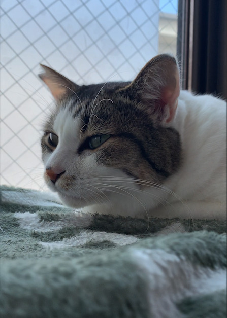 窓辺で見つめる右耳カットの元保護猫