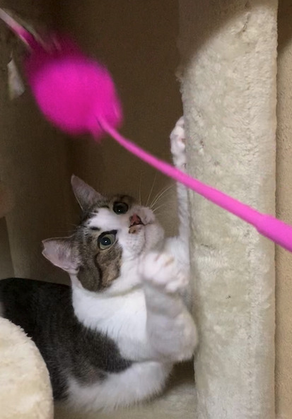 トライアルに慣れて猫じゃらしで遊ぶ保護猫