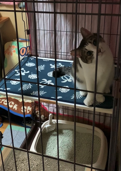 保護猫トライアルに使用したケージとトイレ