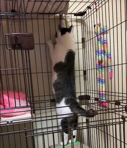 ケージを探検する保護猫