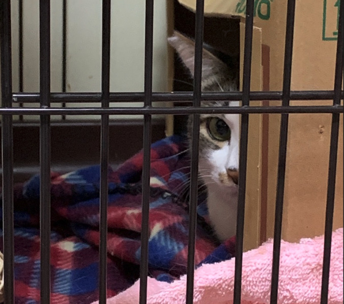 トライアル初日に隠れる保護猫