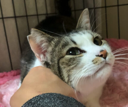 保護猫トライアル中に手に甘える猫