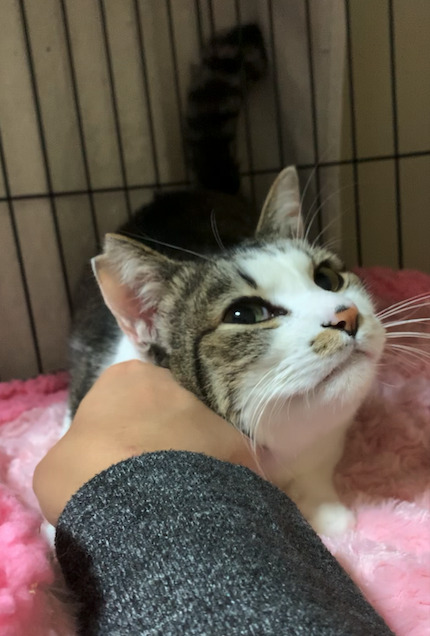 保護猫トライアル中に手に甘える猫